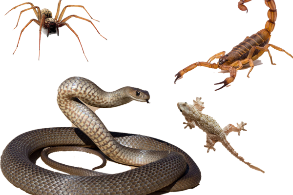 dereptilisation